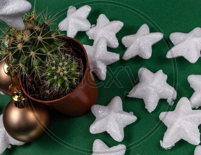 Christmas Cactus Tree With Decorative White Stars