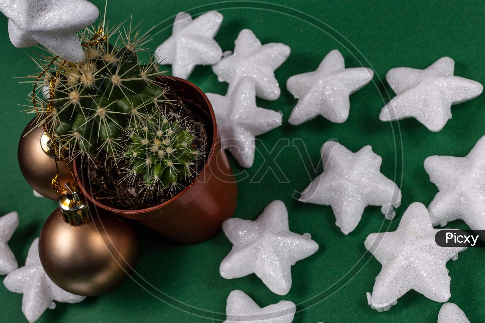 Christmas Cactus Tree With Decorative White Stars