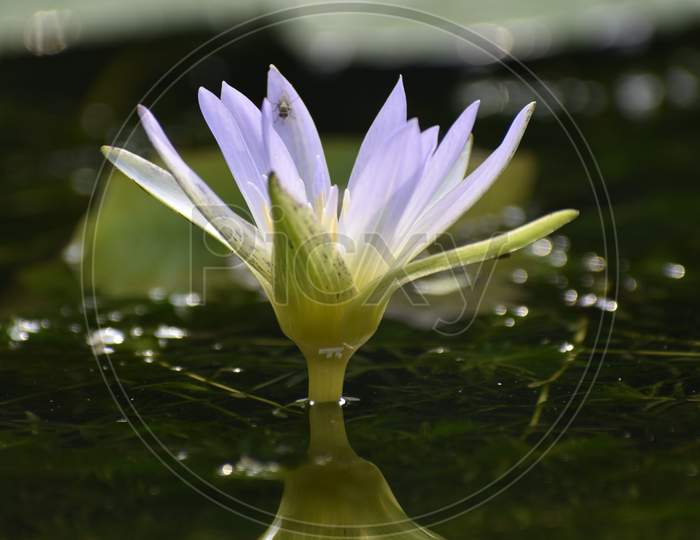 Beautiful white Water lilies