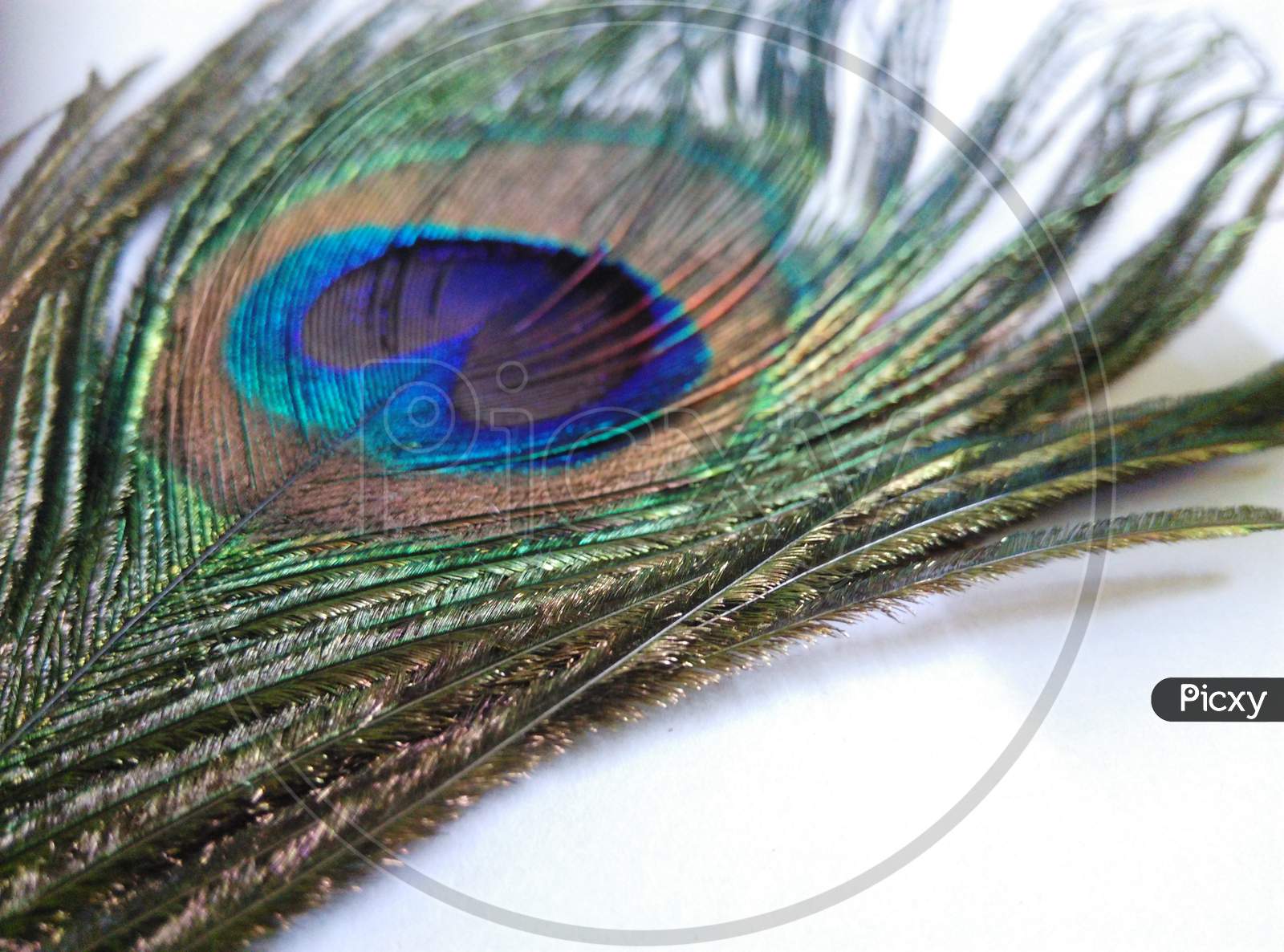 Multi color peacock feather