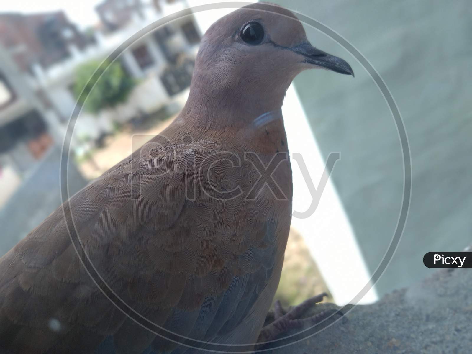 Homing pigeon, nature, bird