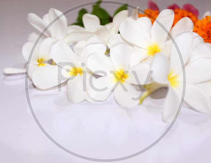 White Flower Spring Background