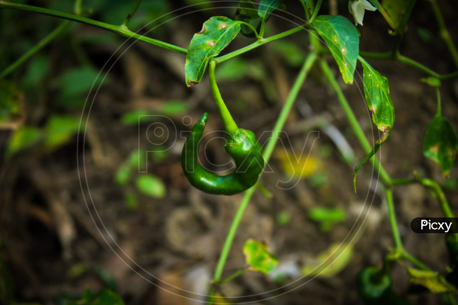 Green chillie