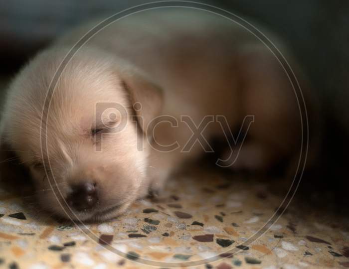 Labrador puppy sleeping