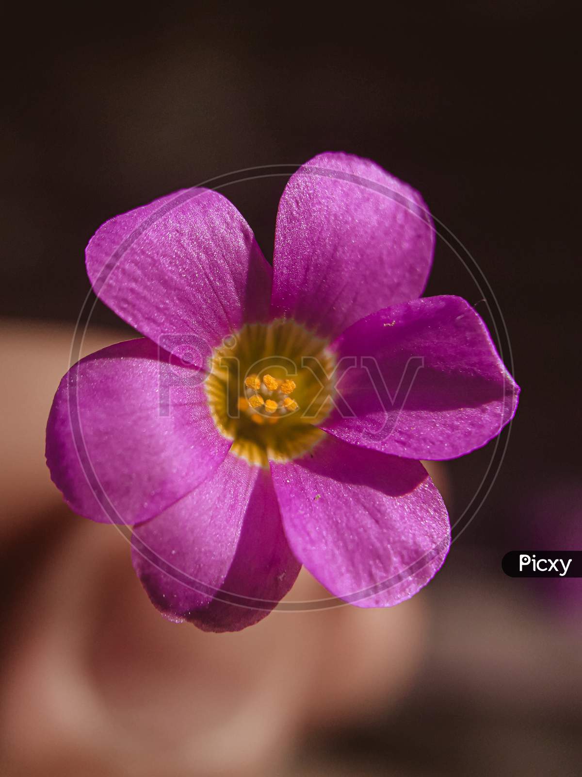 Image Of Violet Wood Sorrel Flower Ex Picxy