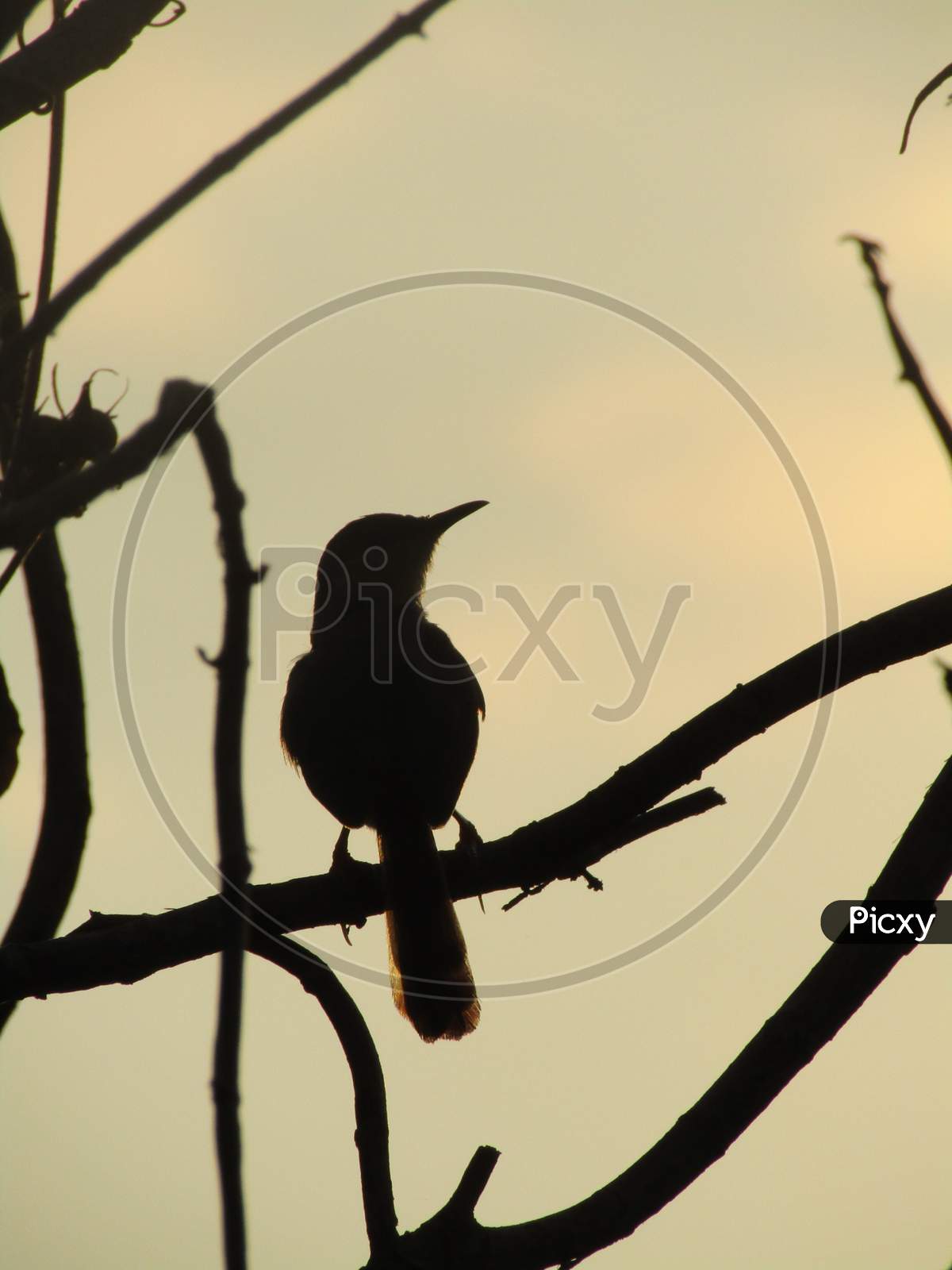 Robin Bird on a branch, silhouette