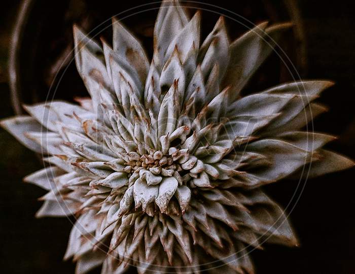 Exotic cactus, macro photography
