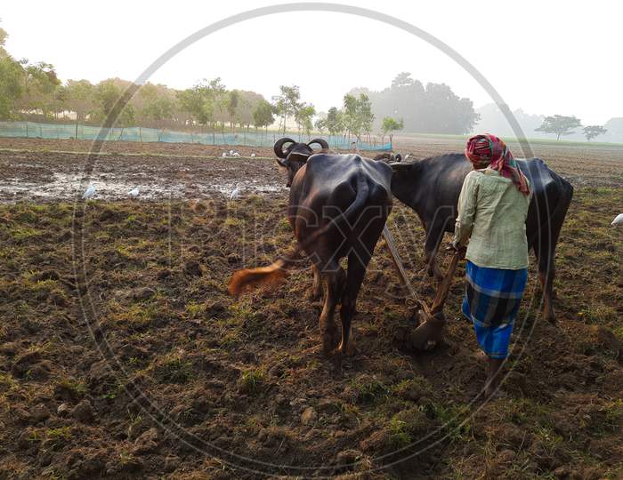 A farmer ploughing the field with his two buffalo.