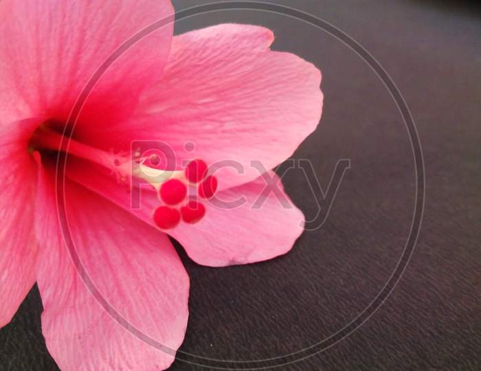 Pink color hibiscus flower with pink center