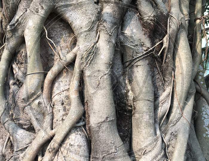 Close view of big sized banyan  tree