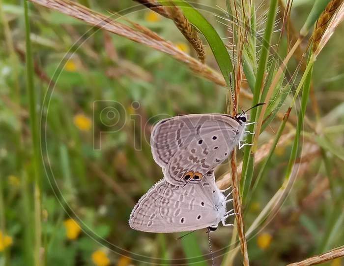 Beautiful butterfly insects on grass in Indian wild life nature ( Butterfly insects sex, Butterfly's mating, insects love )