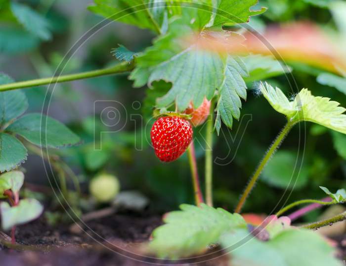 Strawberry plant