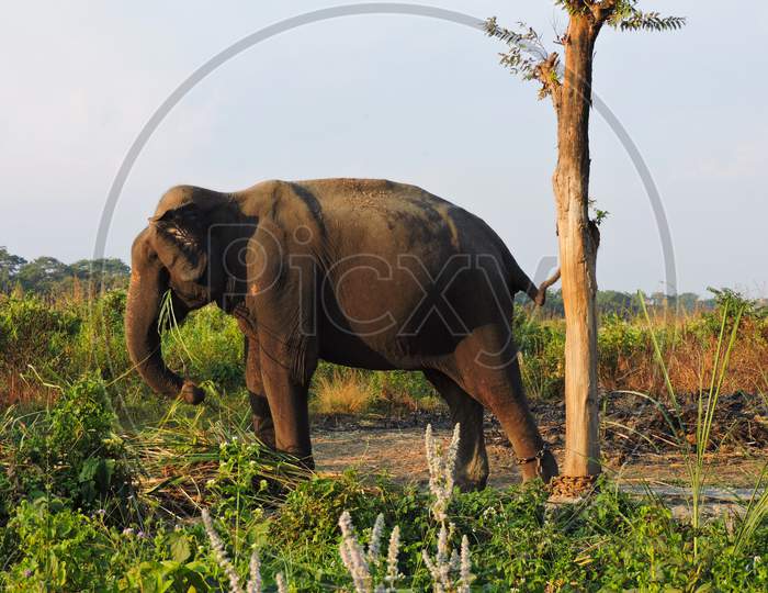 Elephant busy to eat in Jaldapara