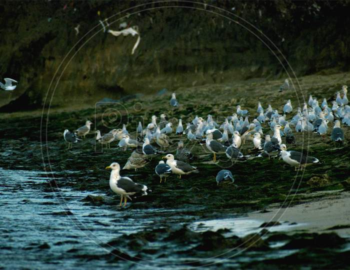 Movement of birds