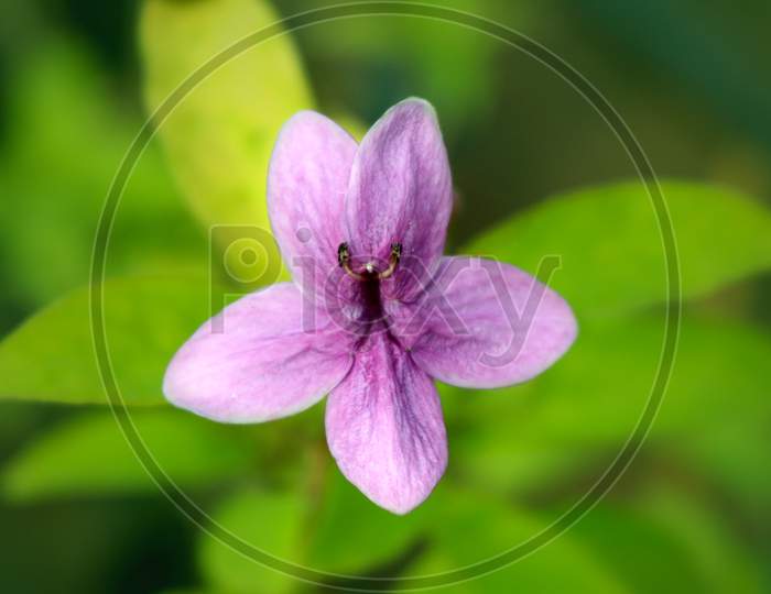Shooting Star Flower (Pseuderanthemum laxiflorum Purple)