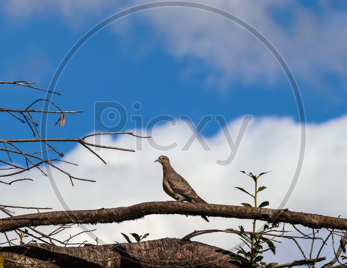 Bird sitting on the tree