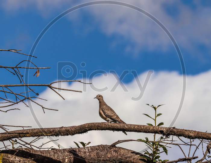 Bird sitting on the branch