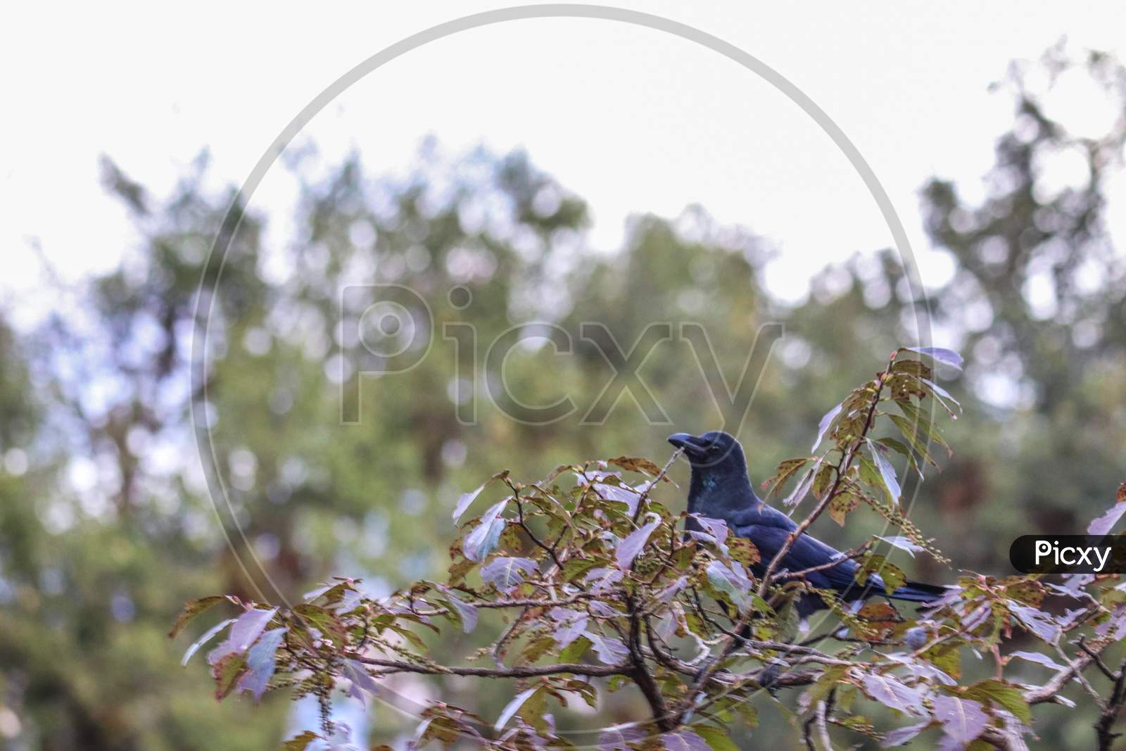 Crow sitting on trees Uttarakhand