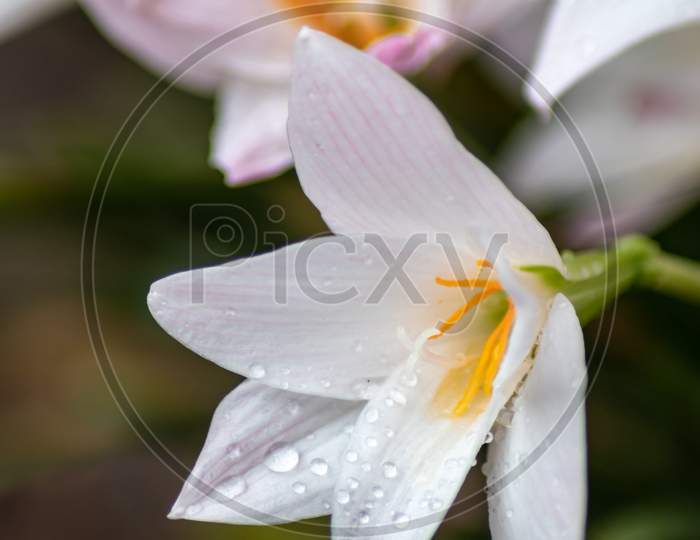 WHITE LILLY FLOWER