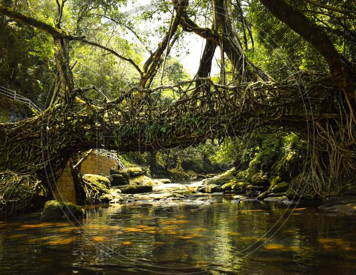 Living root bridge