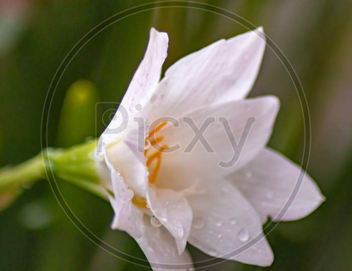 PINK AND WHITE LILLY FLOWER