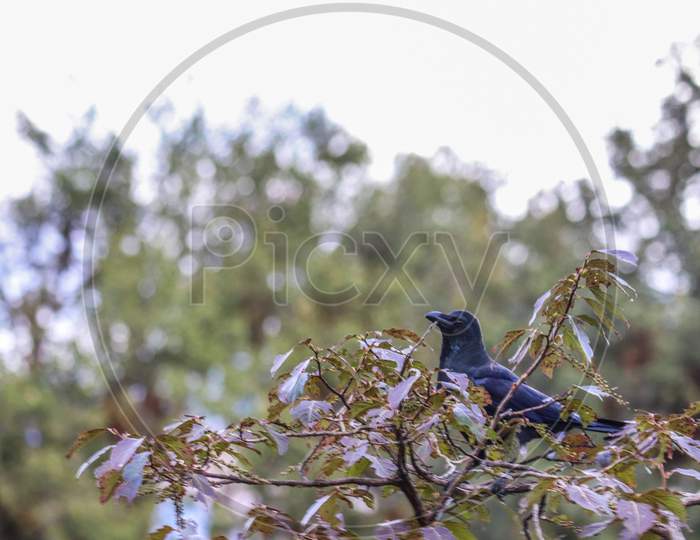 Crow sitting on trees Uttarakhand