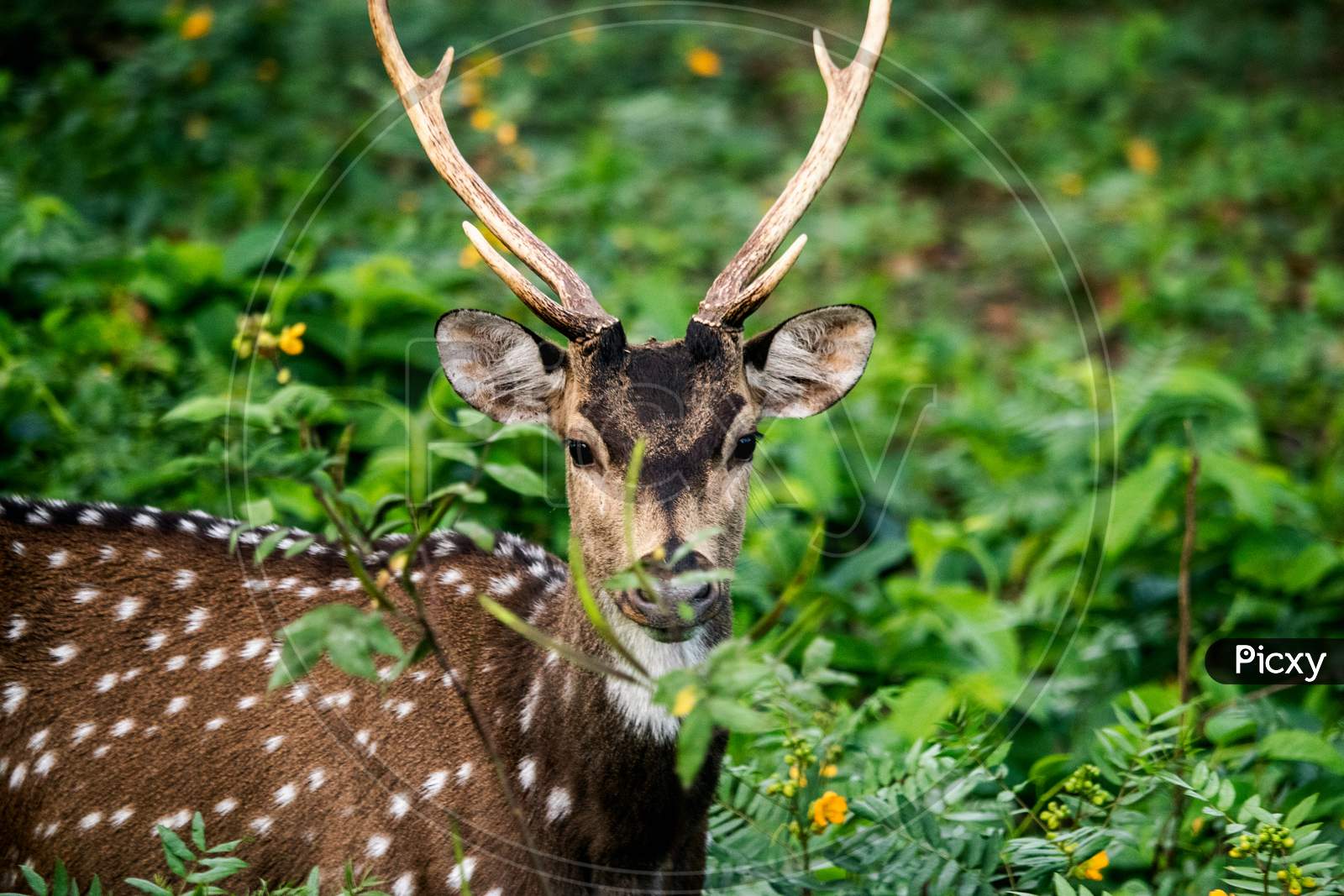 WHITE SPOTTED DEER
