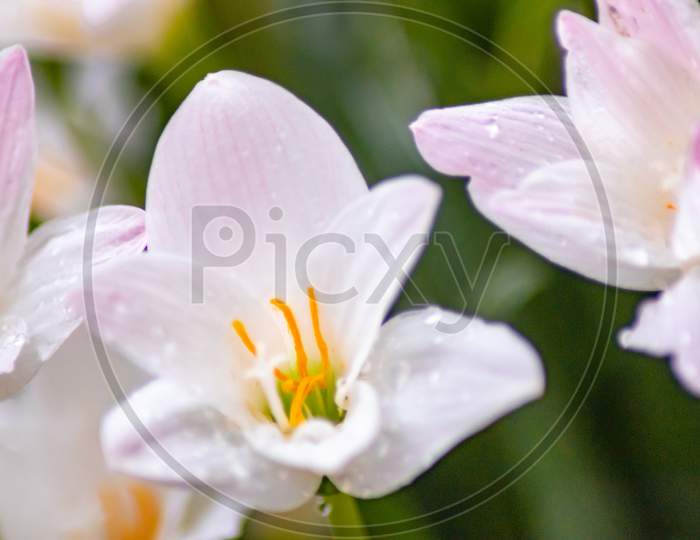 WHITE LILLY FLOWER