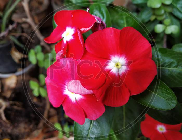 Vinca flower (periwinkle)