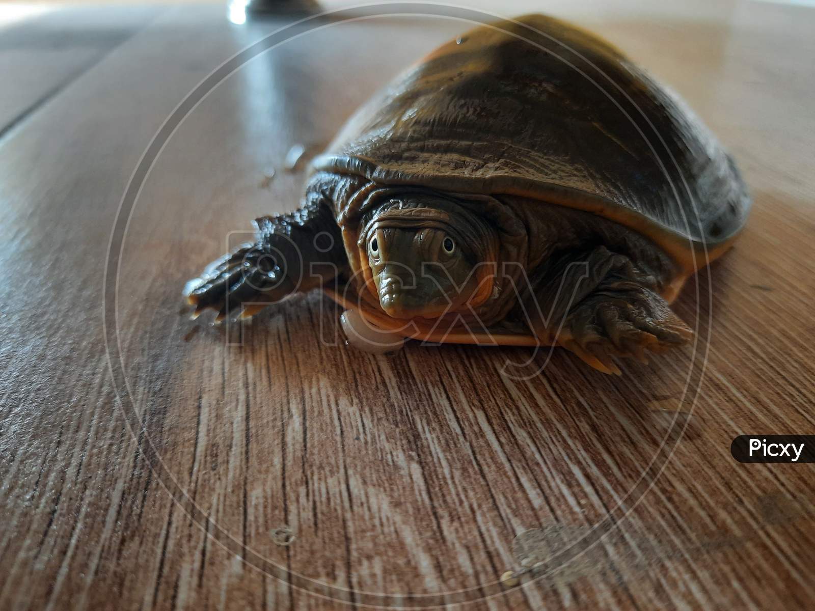 Turtle on Floor