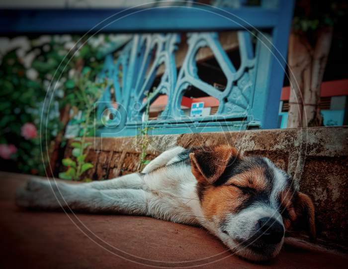 Dog sleep 🐾 wallpaper