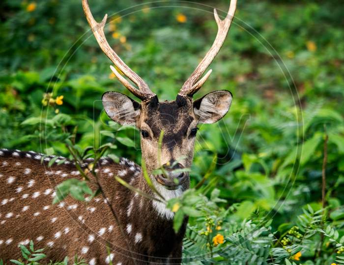 WHITE SPOTTED DEER
