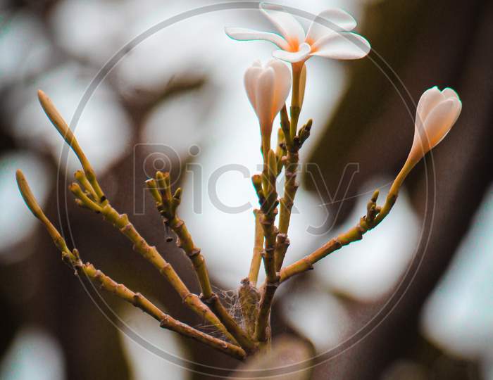 Plumeria flowers photos