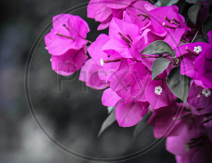 Pink flowers bokeh