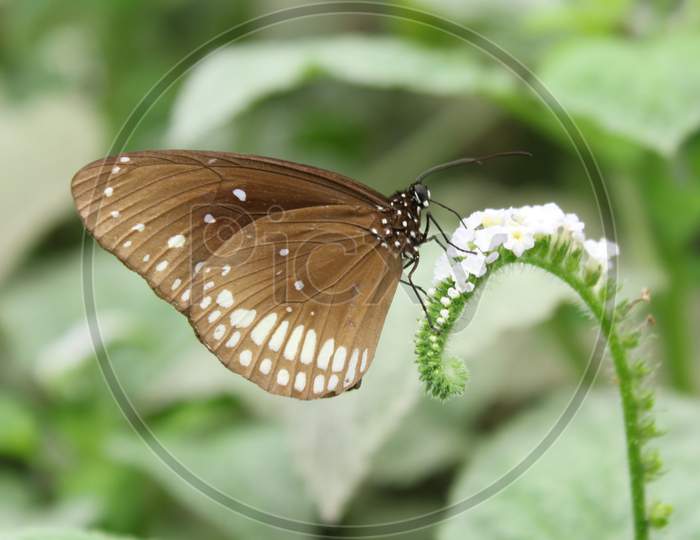Euploea Core (Common Crow) Butterfly Sitting On The Flower with blurred background.