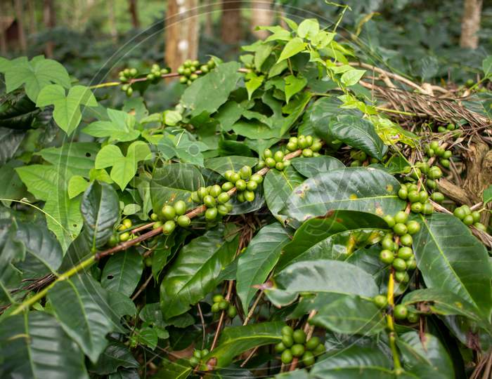 View Of The Coffee Beans In Plantation, Yercaud, Tamil Nadu, India. Selective Focus
