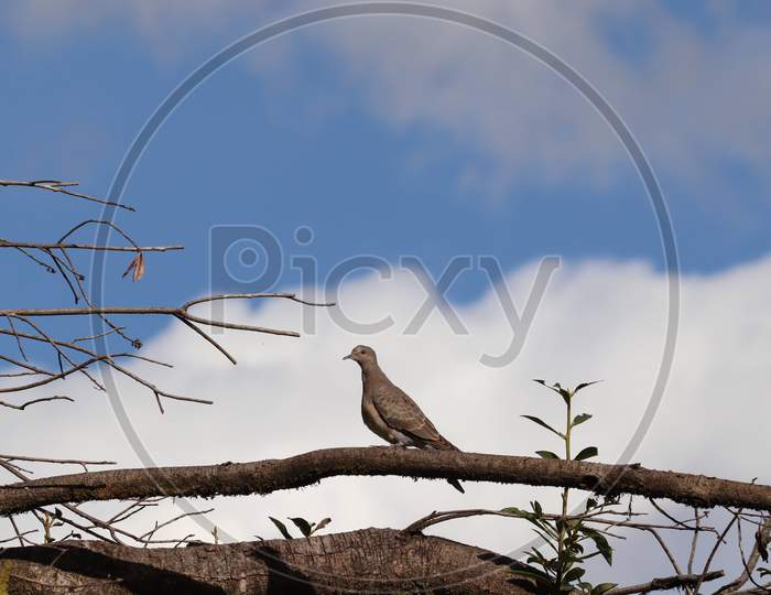 Bird sitting on the tree Uttarakhand