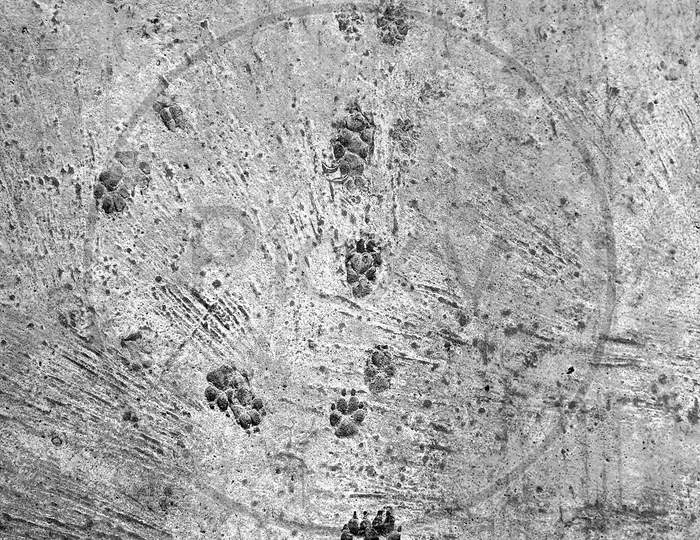 Dog Paw Foot Prints On A Concrete Cement Floor Background In Monochrome