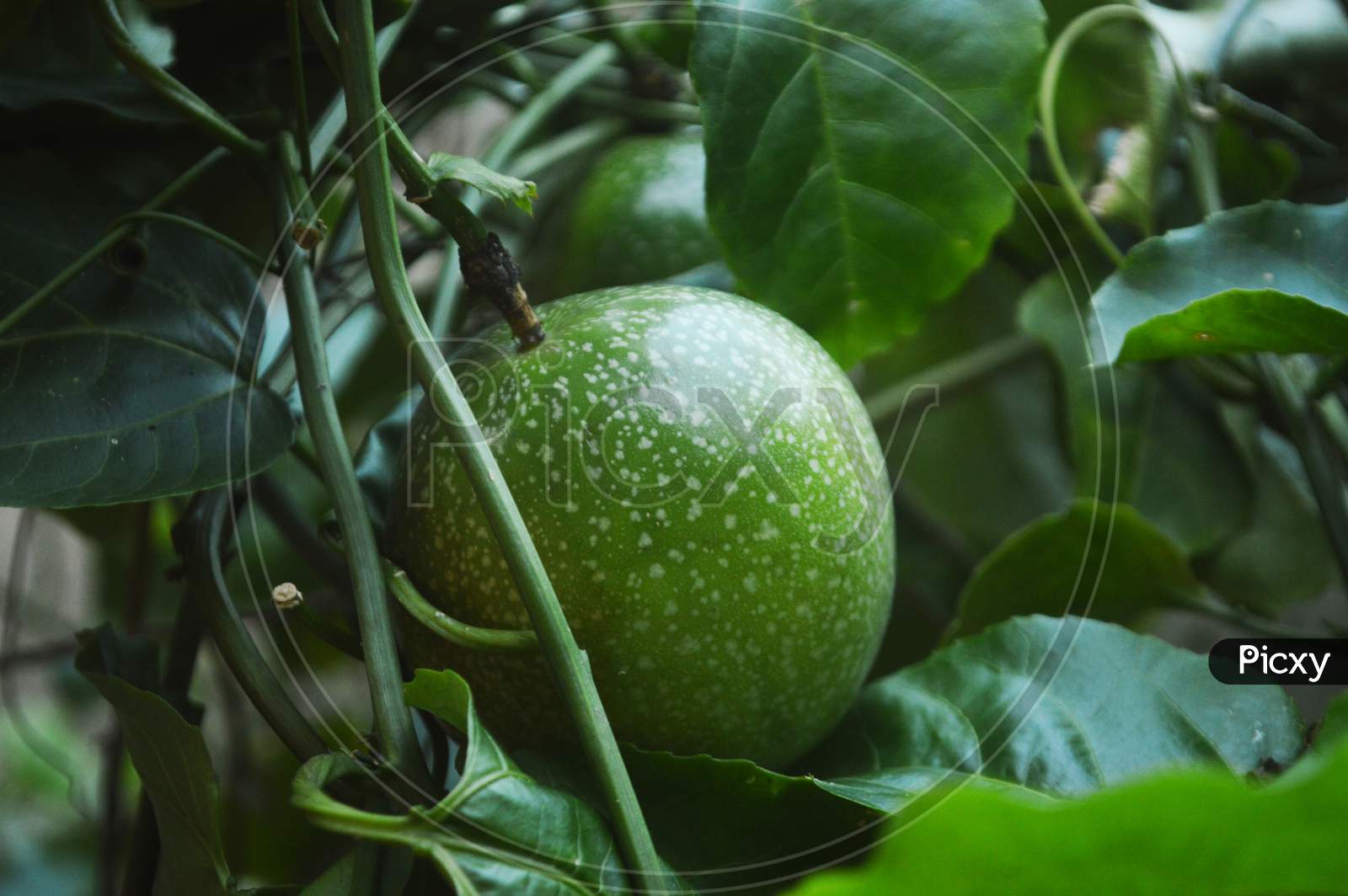Close Up Of Green Passion Fruit In Blurred Background