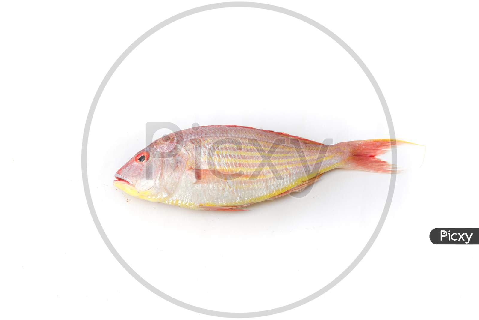 Close Up View Of Fresh Pink Perch (Thread Finned Bream) Isolated On White Background.