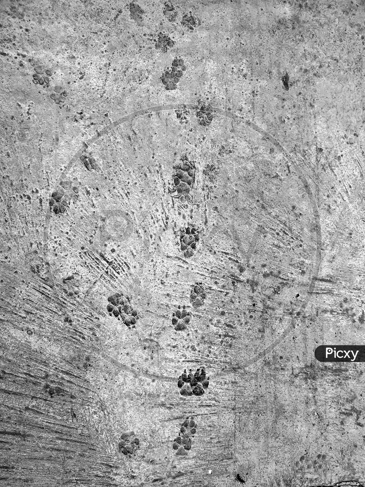 Dog Paw Foot Prints On A Concrete Cement Floor Background In Monochrome