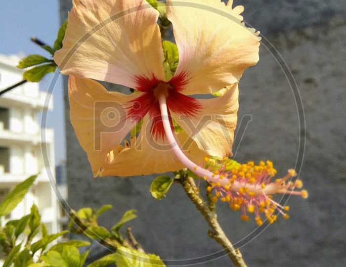 Beautiful Yellow Chinese Hibiscus with Close up.