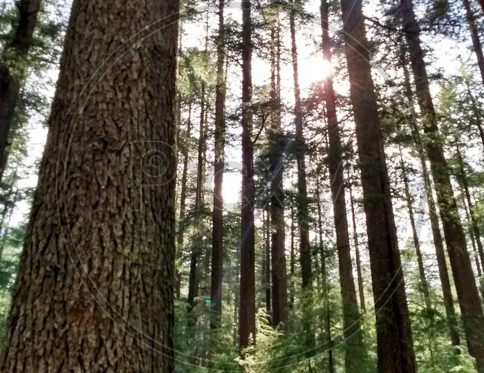Beautiful pine forest, manali
