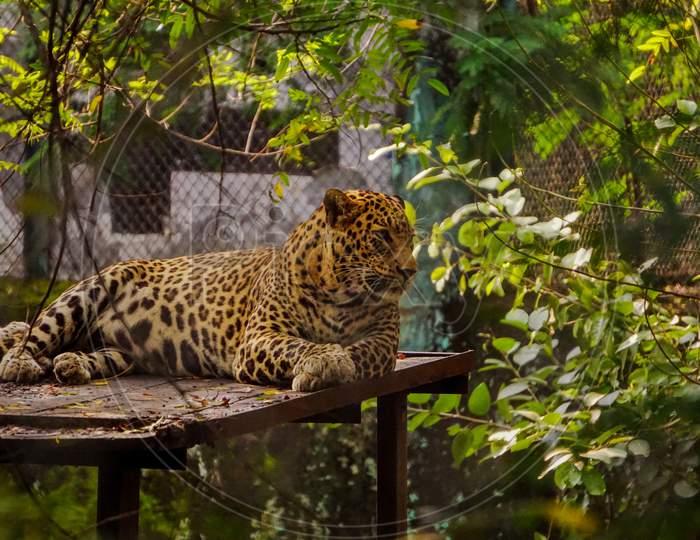Leopard in zoo
