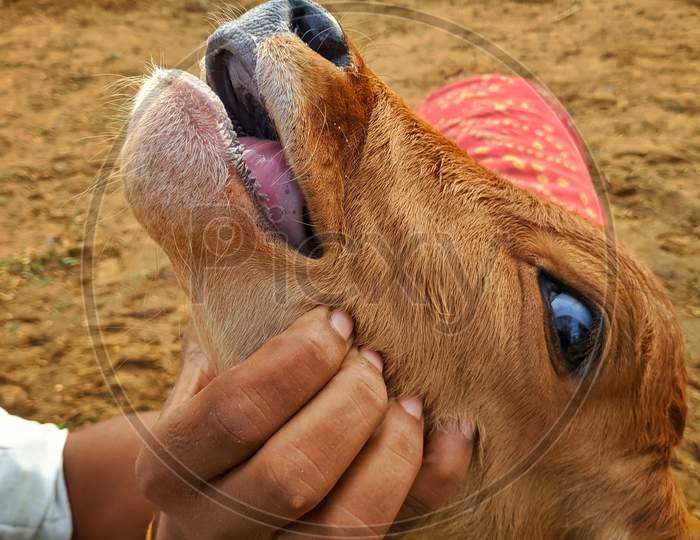 A Man Giving Medicine Small Ill Calf. Little Newborn Calf Opening His Mouth And Showing His Muscular Tongue Outside Of The Mouth.