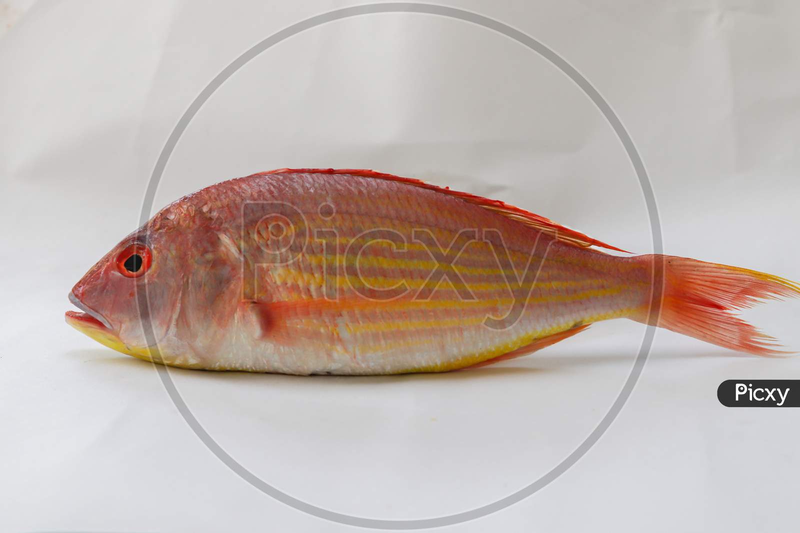 Close Up View Of Fresh Pink Perch (Thread Finned Bream) On A White Background,Selective Focus.