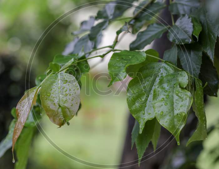 Water Drops Leafs Winter Background