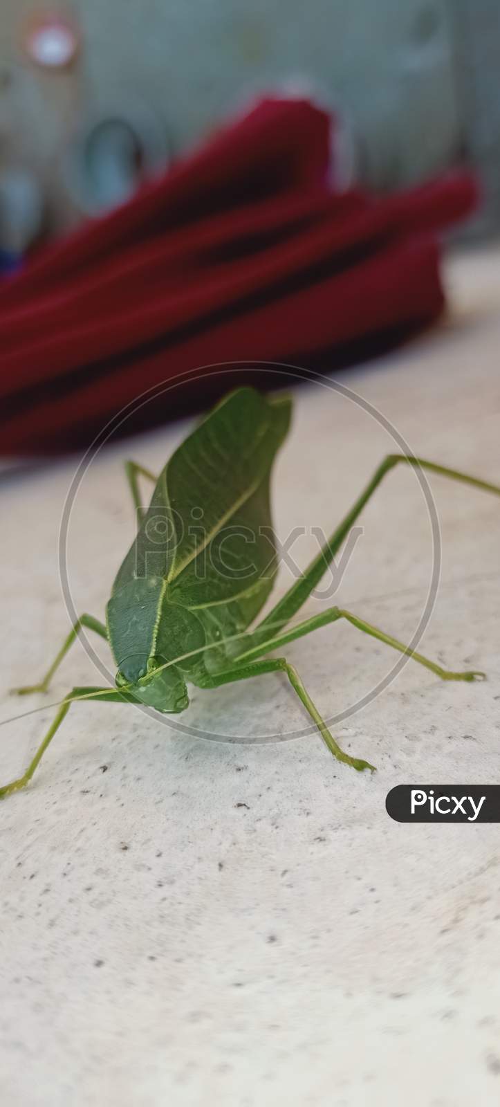 Grasshopper macro image