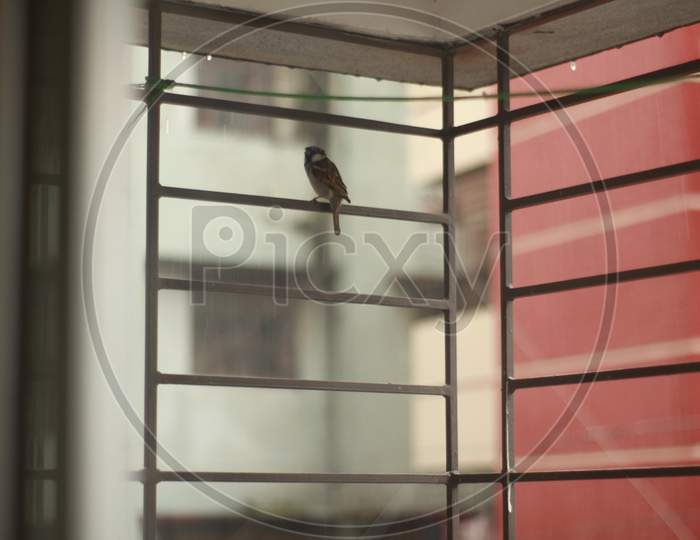 The beautiful Sparrow in the window.