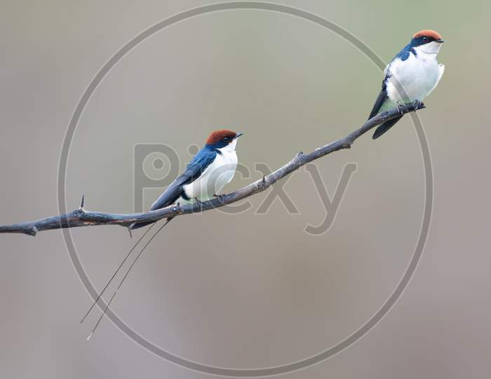 The Wire-tailed Swallows